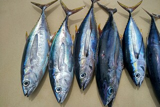 解衣推食的上一句_解衣衣我、推食食我成语