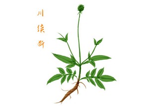 小学植树节活动主持词_小学清明节主持词
