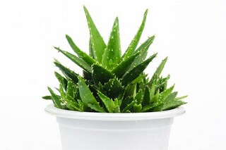 烟草个人工作总结(烟草个人工作总结范文)
